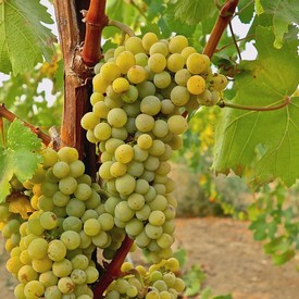 Close-up of a ripe white wine grape cluster on the vine in Lodi, California.