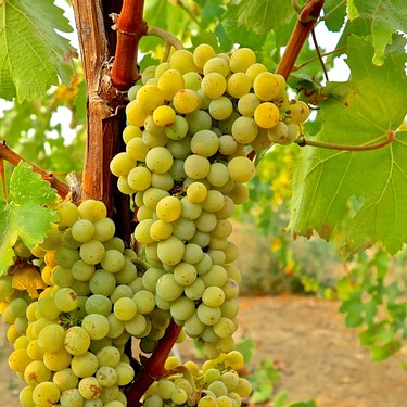 Close-up of a ripe white wine grape cluster hanging on the vine in Lodi, California.
