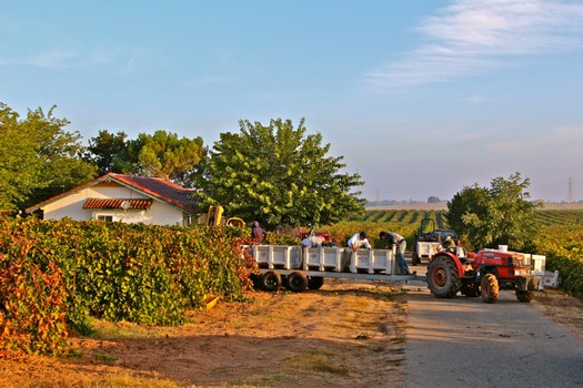 Workers harvest grapes in Lodi vineyards with tractor and lush grapevines under a clear sky.