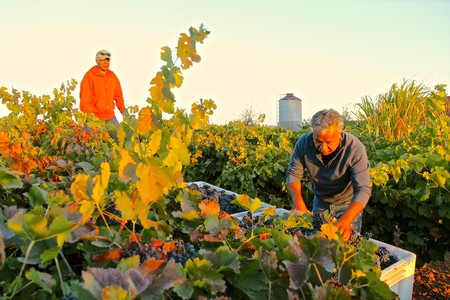 Workers harvesting winegrapes in a lush vineyard during the day in Lodi, California.