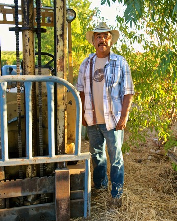Man in a vineyard with a forklift during grape harvest in Lodi, California.
