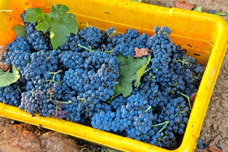 Freshly harvested dark blue winegrapes in a yellow basket for Lodi wine production.