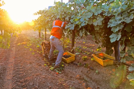 Worker harvesting grapes in a Lodi vineyard during sunset with a dog nearby.