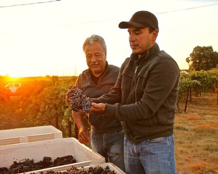 Two men inspecting grapes in a vineyard at sunset, showcasing Lodi's winegrape cultivation.