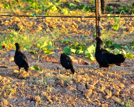 Chickens in a Lodi vineyard, part of sustainable winegrowing practices in California.