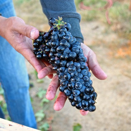 Close-up of a hand holding a bunch of ripe dark purple wine grapes in a vineyard.