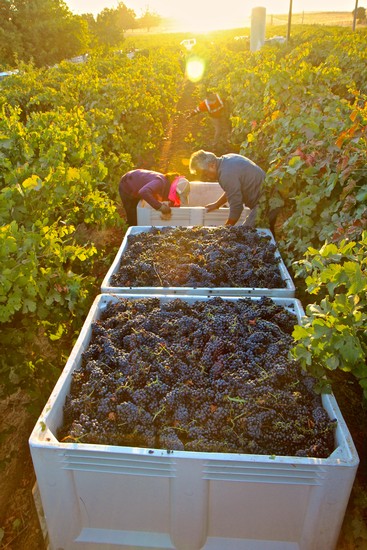 Workers harvest ripe grapes in a vineyard at sunset for Lodi wine production.