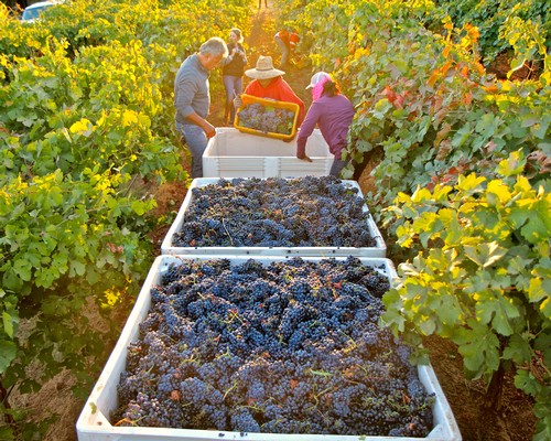 Workers harvest ripe grapes in Lodi vineyards during the grape harvest season.