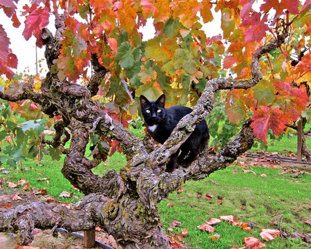 Black cat sitting on a gnarled vine branch amidst colorful autumn grape leaves in Lodi, California.