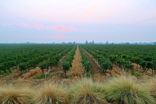 Vast Lodi winegrape vineyard with rows of grapevines at sunset, showcasing agricultural excellence in California.