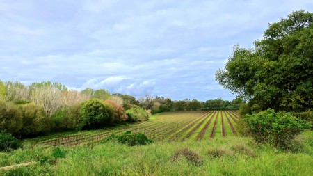 Lodi winegrape vineyard with lush greenery and rows of grapevines under a partly cloudy sky.