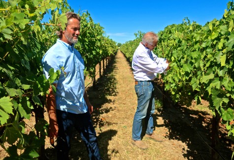 Two men inspecting grapevines in a lush Lodi vineyard under a clear blue sky.