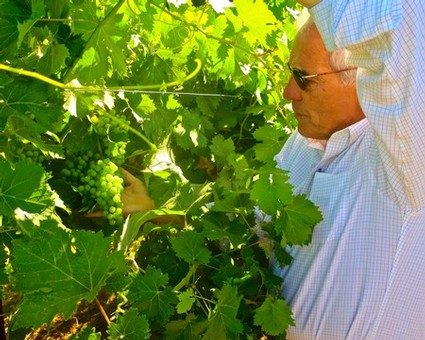 Senior man inspecting grapevines in Lodi vineyard during harvest season.