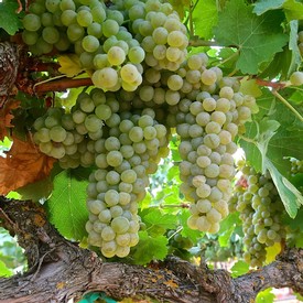 Close-up of a ripe white wine grape cluster on the vine in Lodi, California.