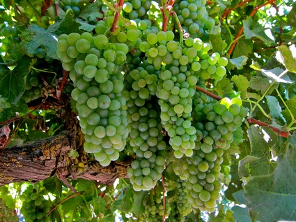 Close-up of green winegrapes growing on a vine in Lodi, California.