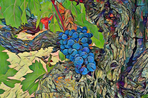 Close-up of a blue winegrape cluster growing on a vine in Lodi, California, with textured bark and green leaves.