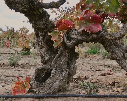 Close-up of a gnarled winegrape vine with red and green leaves in a Lodi vineyard.