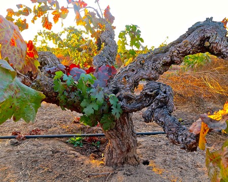 Close-up of a gnarled winegrape vine in Lodi, California, with sunlight highlighting the leaves and grape clusters.