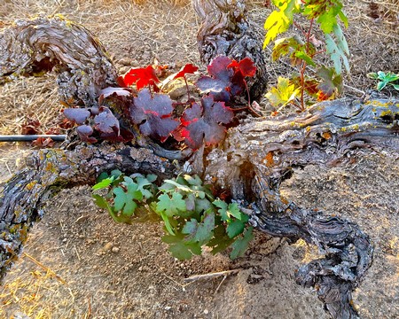 Close-up of a grapevine with red and green leaves growing in soil in Lodi, California.