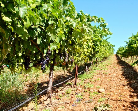 Lodi winegrape vineyard with lush green vines and ripe grapes under a clear blue sky.