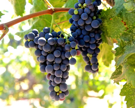 Close-up of ripe dark purple winegrapes hanging on the vine in Lodi, California.