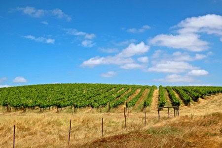 Vineyard rows in Lodi, California under a blue sky with clouds, showcasing premium winegrape cultivation.