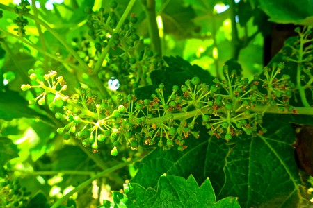 Close-up of a Lodi winegrape vine with green leaves and small grape clusters in sunlight.