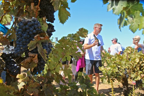 People tasting wine in a vineyard during a sunny day at Lodi Winegrape Commission event.