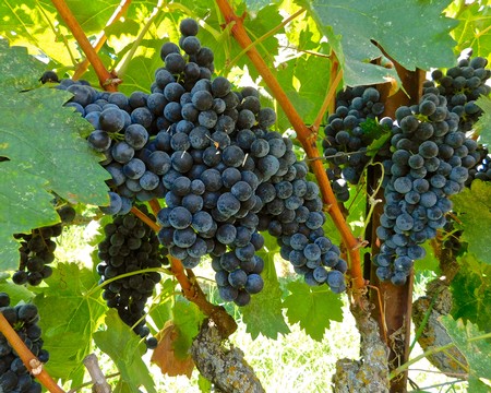 Close-up of ripe dark purple winegrapes hanging on the vine in a Lodi vineyard.