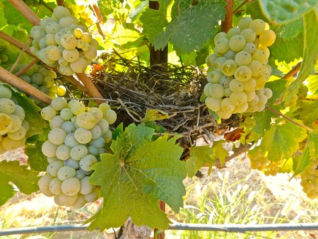 Close-up of ripe white wine grapes in a vineyard with green leaves and sunlight.