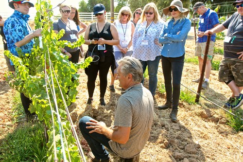 Group of people on vineyard tour learning about winegrape cultivation in Lodi, California.