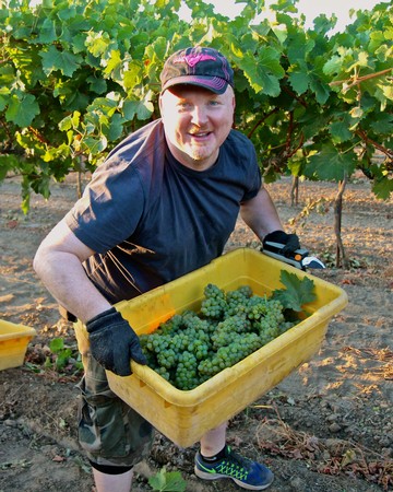 Farmer holding a basket of freshly picked green grapes in a vineyard during harvest.
