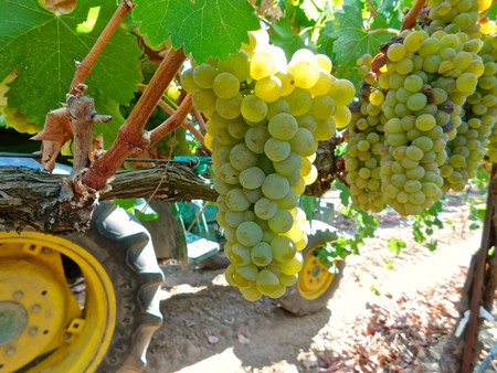 Close-up of ripe green and purple wine grapes hanging on the vine in a Lodi vineyard.