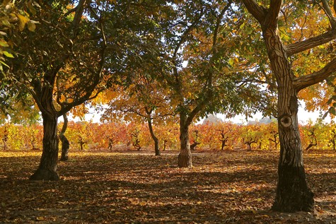 Vineyard with mature grapevines and colorful autumn foliage in Lodi, California.