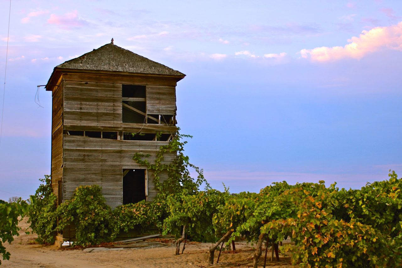 Historic wooden winery tower surrounded by lush grapevines in Lodi, California, under a partly cloudy sky.