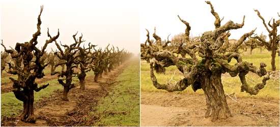 Gnarled, twisted grapevines in a Lodi vineyard during early spring or late winter.
