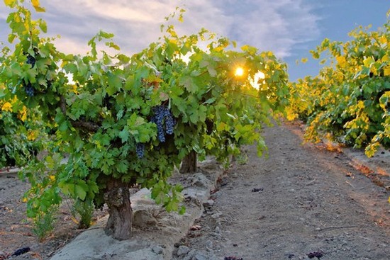 Grapevines in a Lodi vineyard with ripe grapes and setting sun in the background.