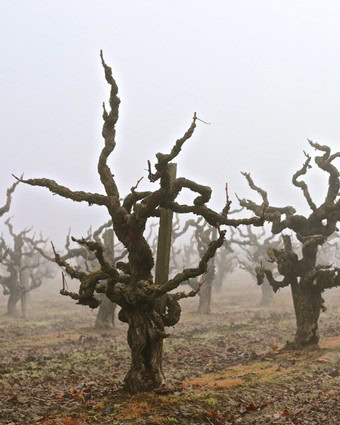 Gnarled, leafless grapevines in a foggy vineyard in Lodi, California, during winter.