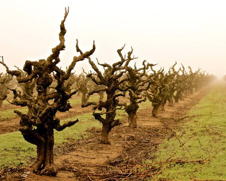 Gnarled, leafless winegrape vines in a Lodi vineyard during winter.