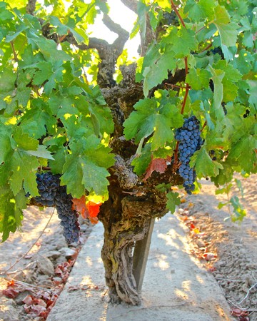 Close-up of a grapevine with ripe dark grapes in a Lodi vineyard.