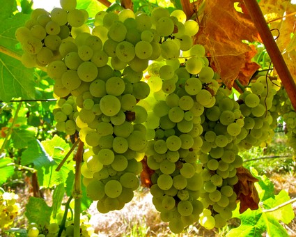 Close-up of a green winegrape cluster hanging on the vine in Lodi, California.