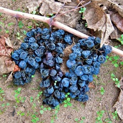 Close-up of dark blue, shriveled grape clusters on the ground with soil and small green plants around.