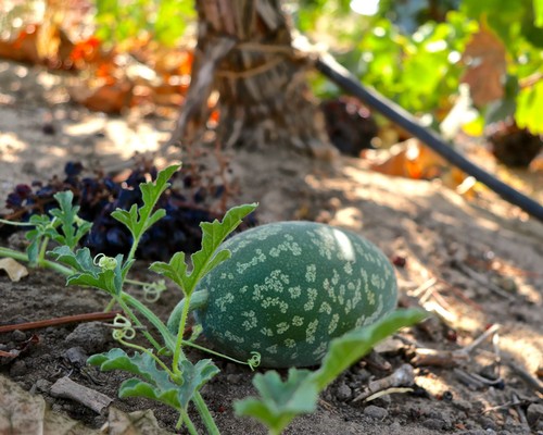 Young grapevine and a small melon growing in a vineyard soil, sunny day, Lodi wine region.