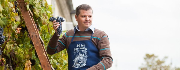 Vineyard worker harvesting grapes in Lodi, California for wine production.