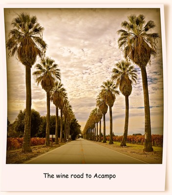 Scenic view of palm trees lining the wine road to Acampo in Lodi, California, during sunset.