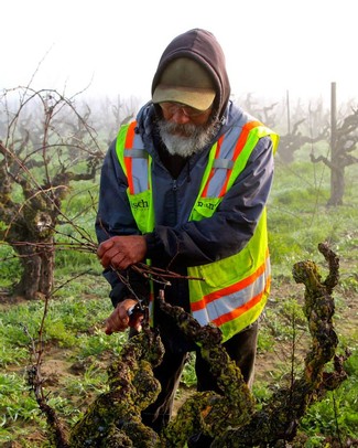 Vineyard worker in safety vest inspecting grape vines in a vineyard during foggy weather.