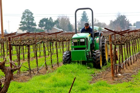 Farmer operating a green tractor in a vineyard during harvest season in Lodi, California.