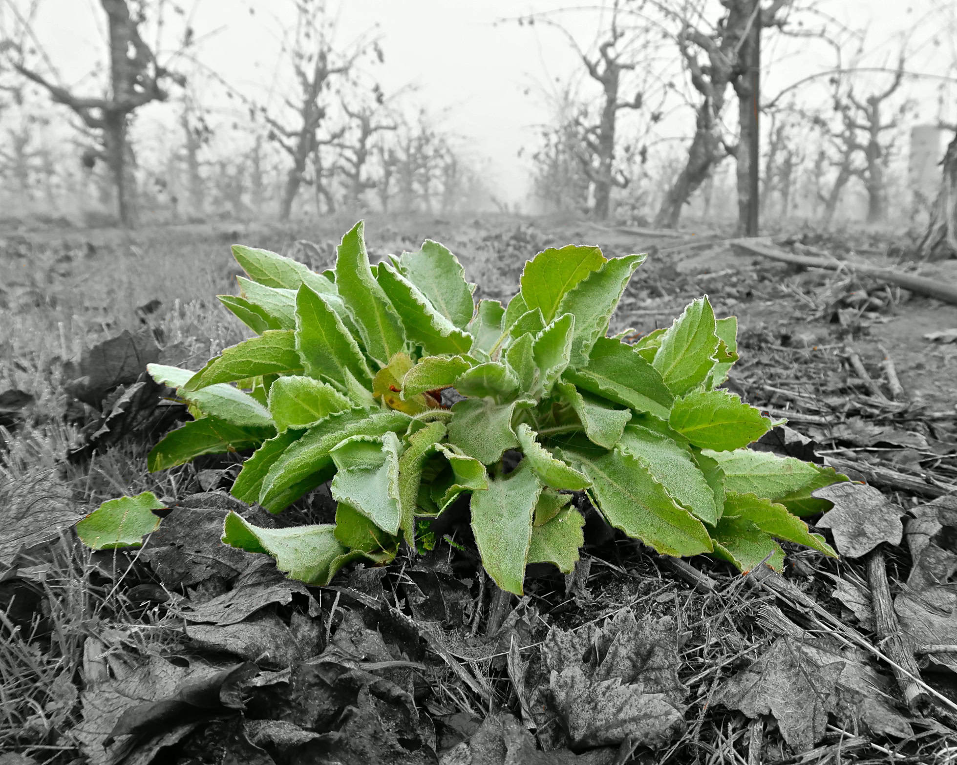Young winegrape vine with green leaves growing in soil among leafless trees in a vineyard.