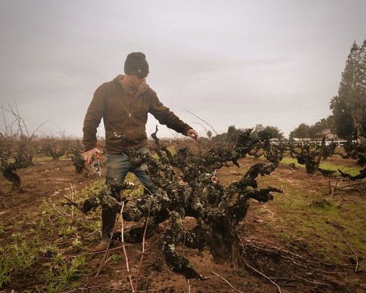 Vineyard worker inspecting grapevines in a Lodi wine region vineyard on a cloudy day.