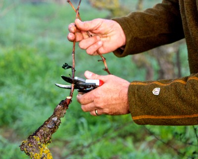 Close-up of a person pruning a wine grape vine in a vineyard in Lodi, California.